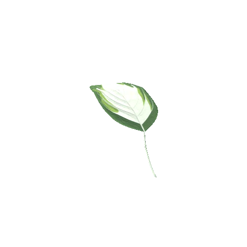 Hosta 2 Leaf